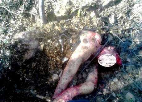 Mulher russa é atacada e enterrada por ursa, mas sobrevive