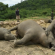 Um elefante morto dói em muita gente, três elefantes mortos doem muito mais…