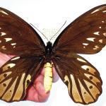 maior-borboleta-do-mundo