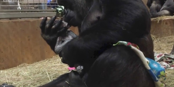 Mãe gorila emociona funcionários de zoológico ao beijar filhote recém-nascido