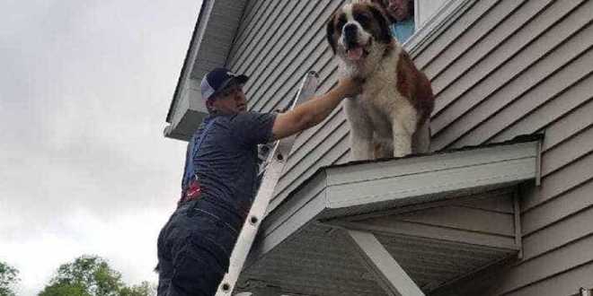 Bombeiros salvam cão São Bernardo de 80 quilos preso no telhado