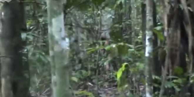 Funai revela vídeo de último sobrevivente de tribo indígena isolada