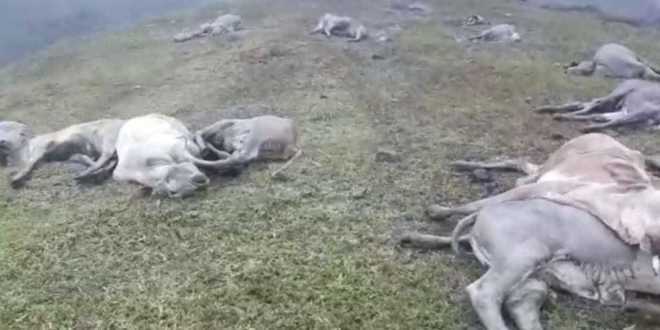Boi morre ao cair de penhasco e outros 28 se jogam em ‘efeito manada’