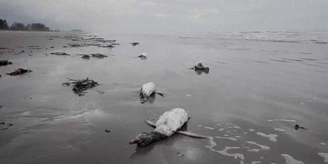 Mais de 200 pinguins são encontrados mortos no litoral de SP