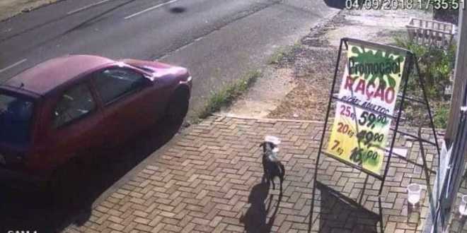 Cachorro furta pote com ração em frente a pet shop e é flagrado