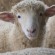 Produtores de ovelha da Serra da Estrela recebem 34 euros por animal