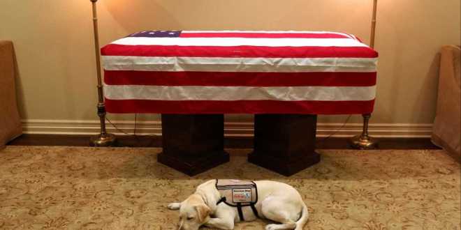 Cachorro de Bush pai é visto deitado ao lado do caixão