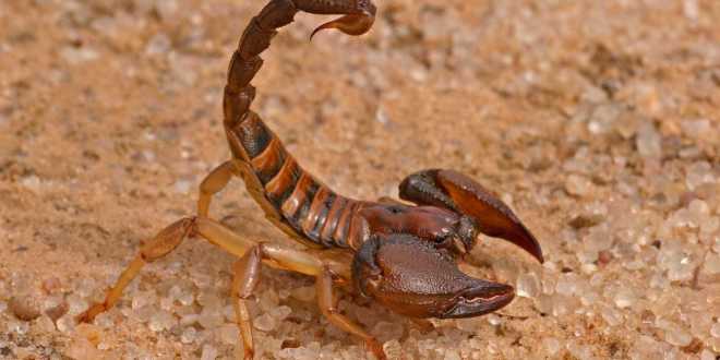 Morador de Sorocaba encontra cerca de 70 escorpiões em casa