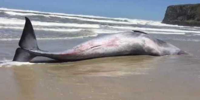 Baleia morta é achada encalhada em praia do Rio Grande do Sul