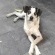 Hospital veterinário em Osasco terá nome de cadela morta no Carrefour