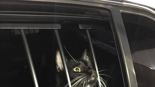 Gato suspeito de furto é preso no Estados Unidos