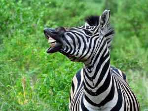 zebra capa